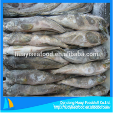 frozen fat greenling fish perfect supplier and exporter